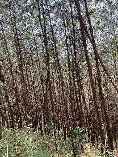 在广西各地,说到经济林木,一般见到最多的,第一就是速生桉林,其次就是
