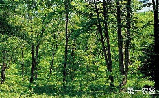着力发展七大林业产业 实现经济效益和生态效益双赢 - 果蔬林木 - 第